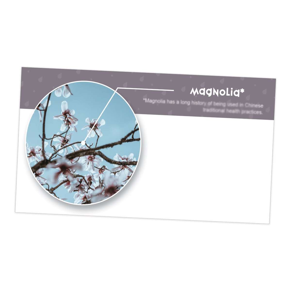 Magnolia Essential Oil Cards (Pack of 10) – Your Oil Tools