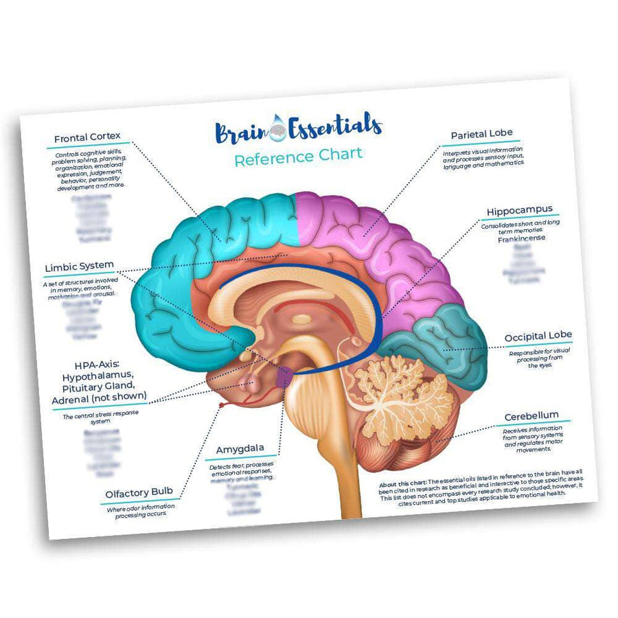 Brain Chart – Your Oil Tools